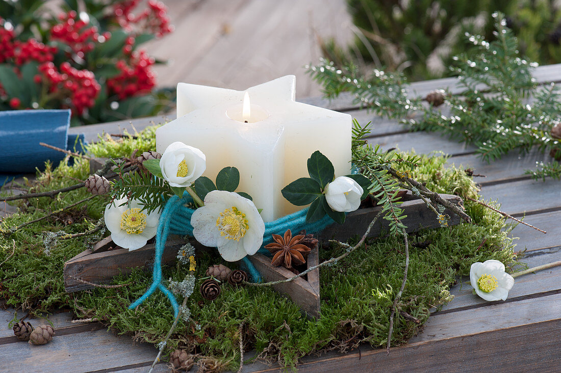 Star candle in a wooden star made of moss, Christmas rose blossoms as decoration