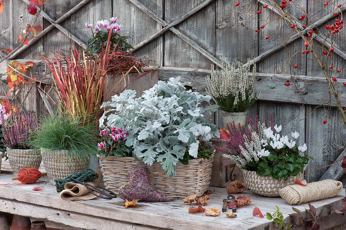 White felted ragwort 'Winter Whispers' and cyclamen in a basket box, pots with bud heather, blue fescue and red grass, heart made from bud heather