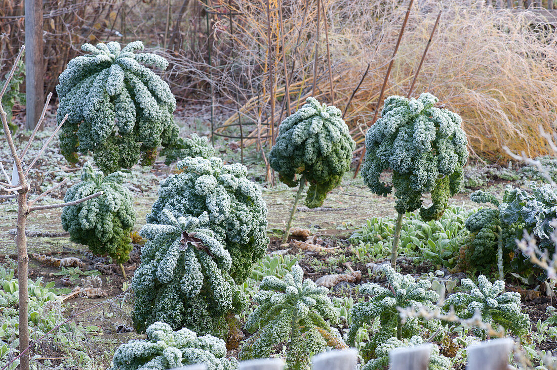 Hoarfrost on kale 'Lerchenzungen' in the vegetable garden