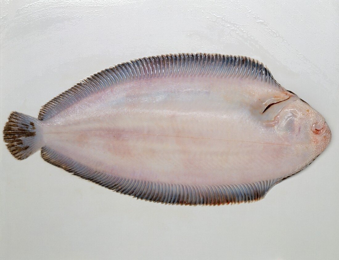 De-scaled sole