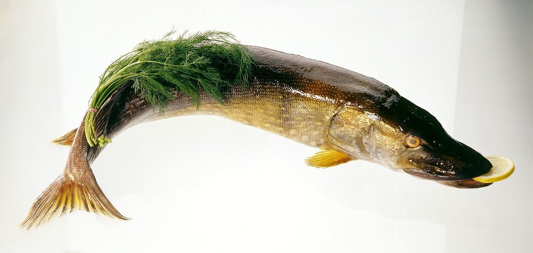 Fresh pike, garnished with lemon slice and dill