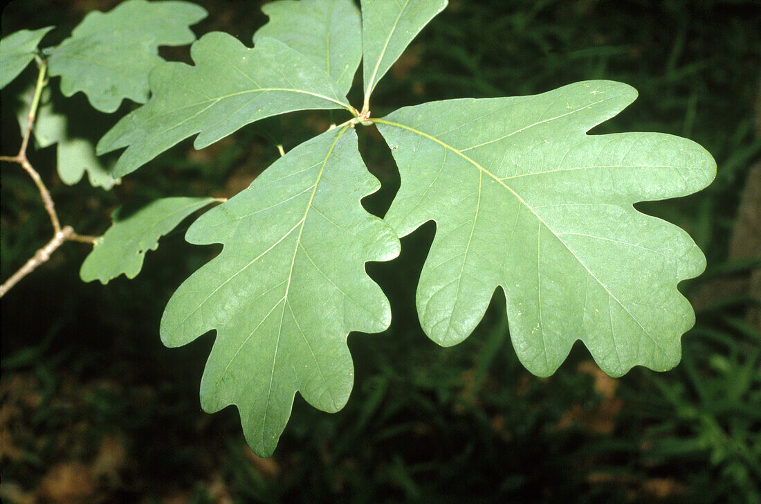 Eastern white oak (Quercus alba) leaves