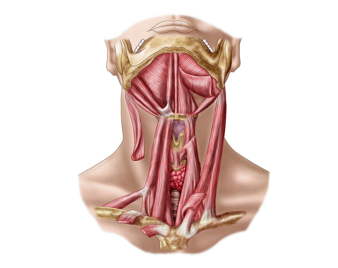 Hyoid bone and neck muscles, illustration