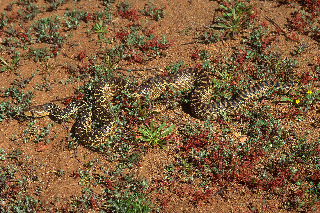 San Diego gopher snake