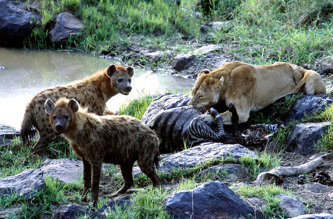 Lion and hyenas sharing kill