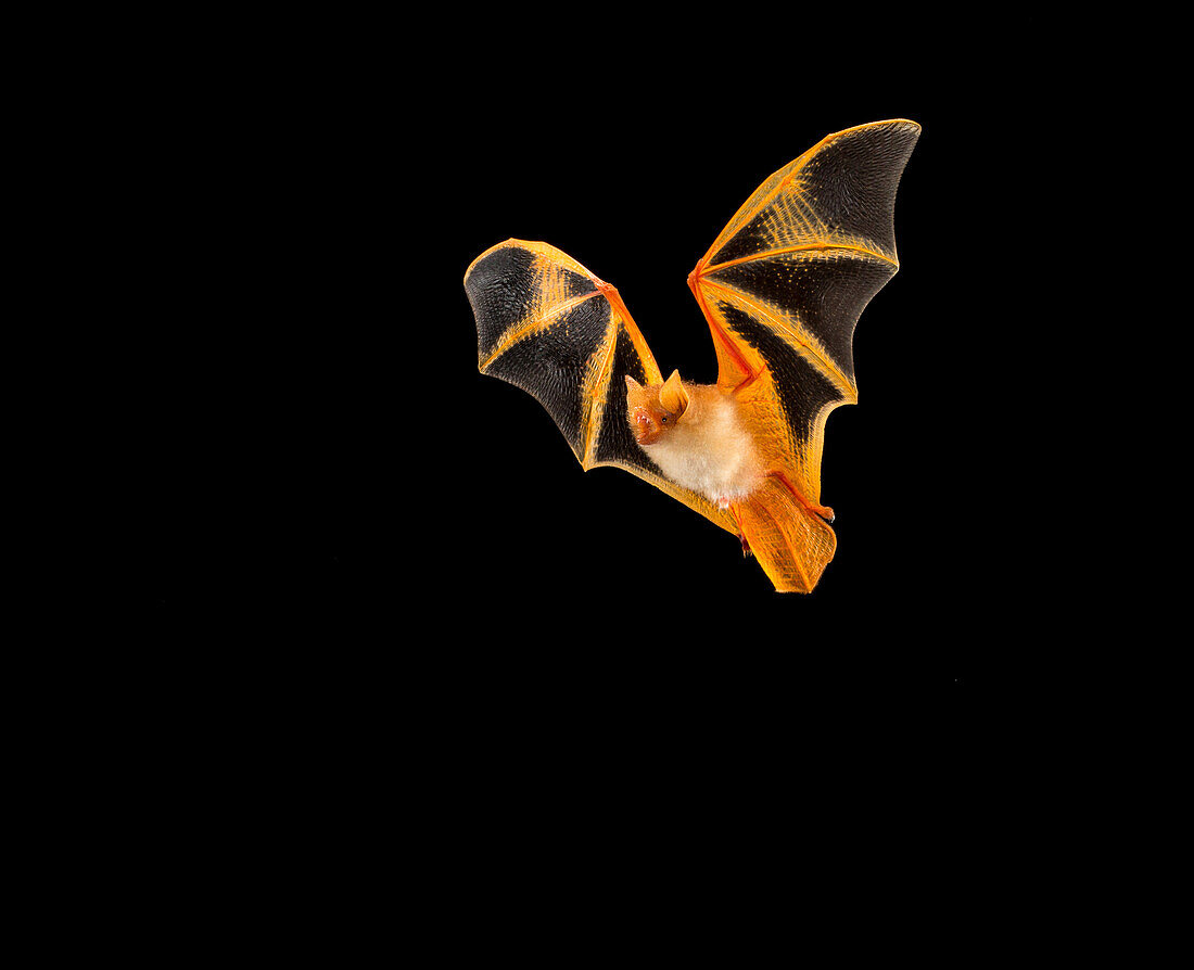 Painted bat in flight