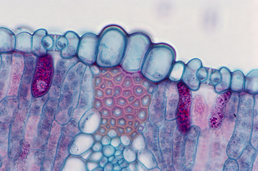Cattail leaf, light micrograph
