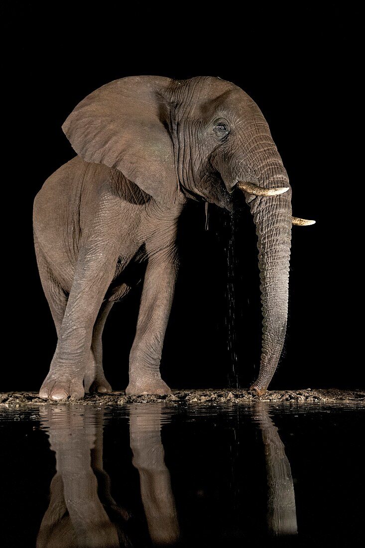 African bush elephant drinking at night