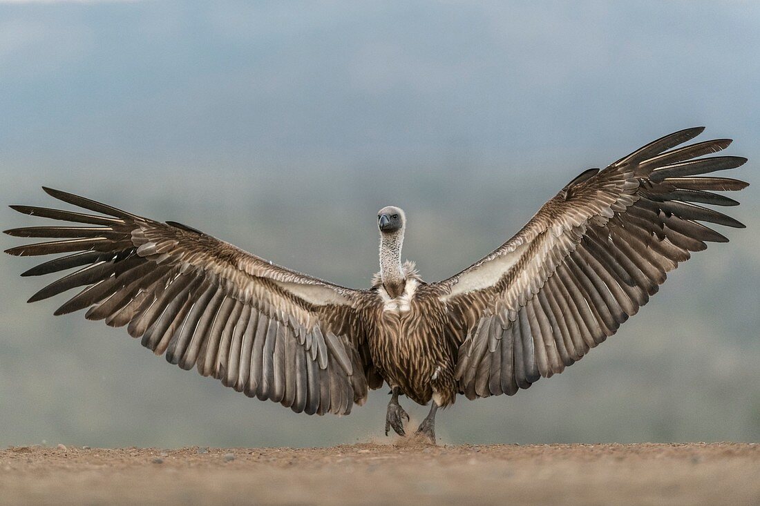 White-backed vulture wingspan