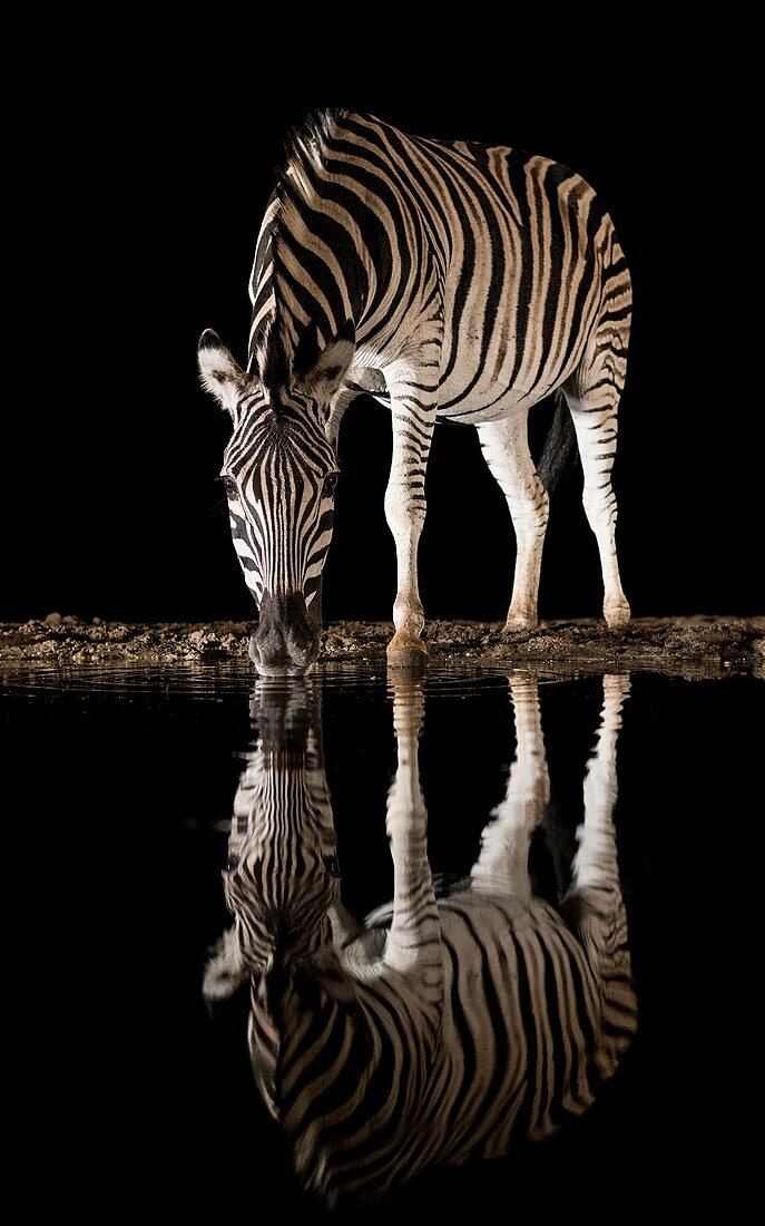 Burchell's Zebra drinking at night