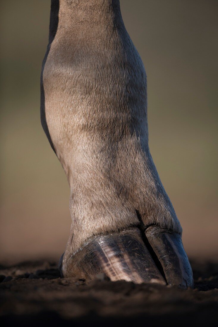 Giraffe's foot