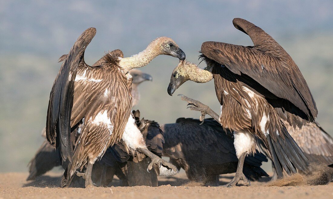 White-backed vultures skirmishing