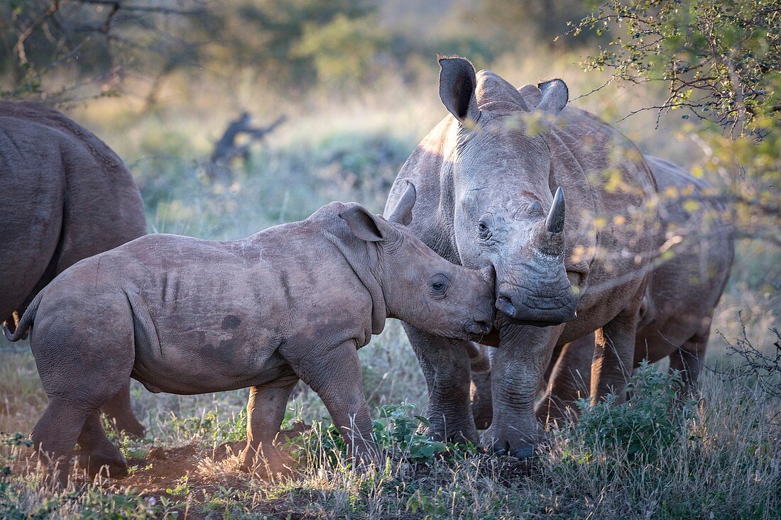 White rhino calf bonding with adult bull
