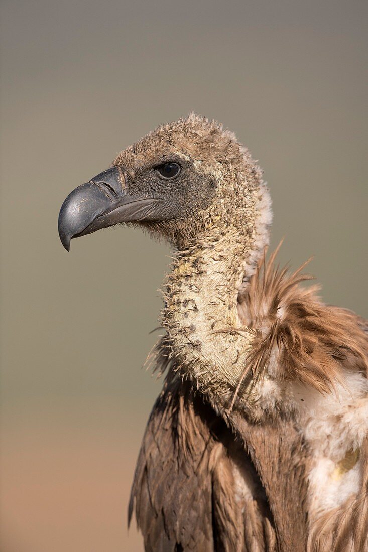 White-backed vulture portrait