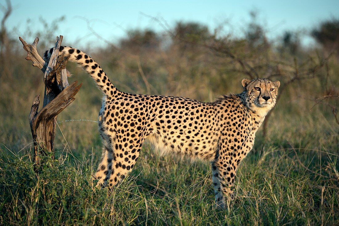 Cheetah male scentmarking