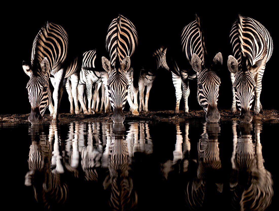 Burchell's zebra drinking at night