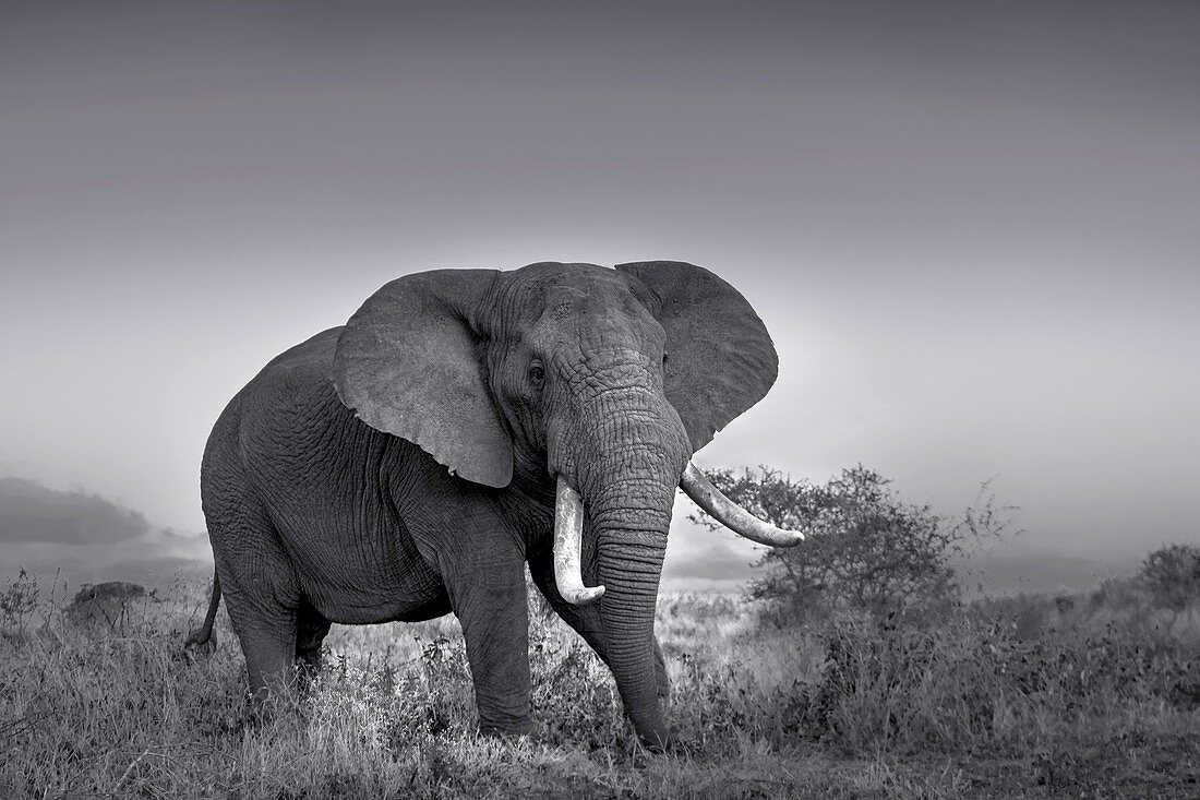 African bush elephant bull in monochrome