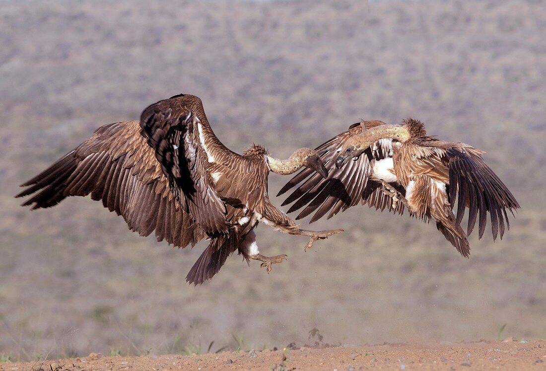 White-backed vultures in aerial skirmish