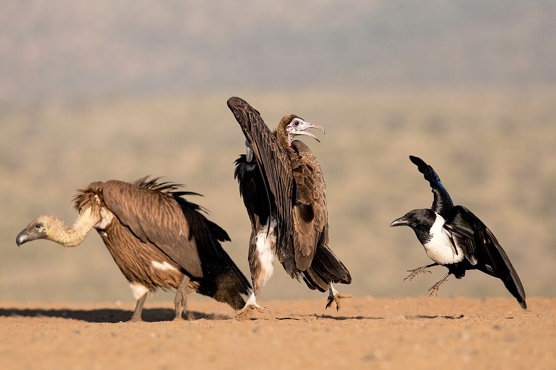 White-backed and Hooded vulture with crow