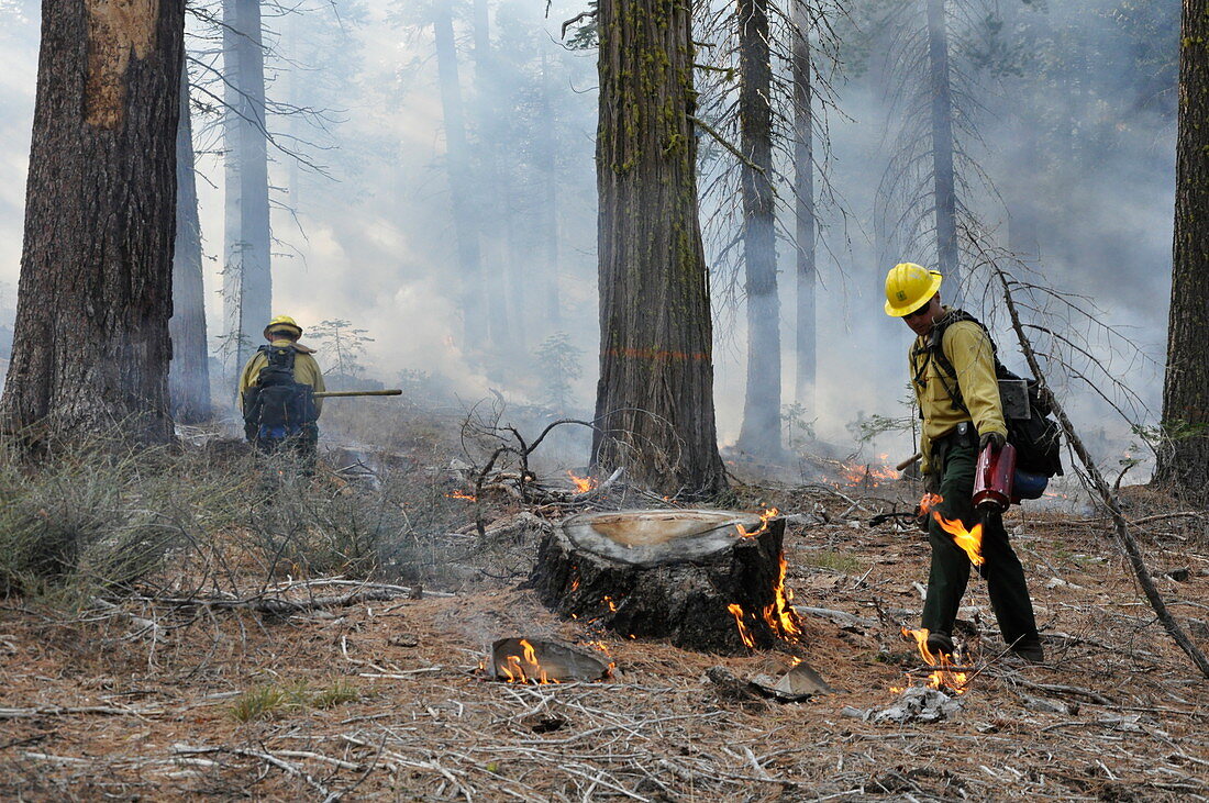 Controlled forest fire