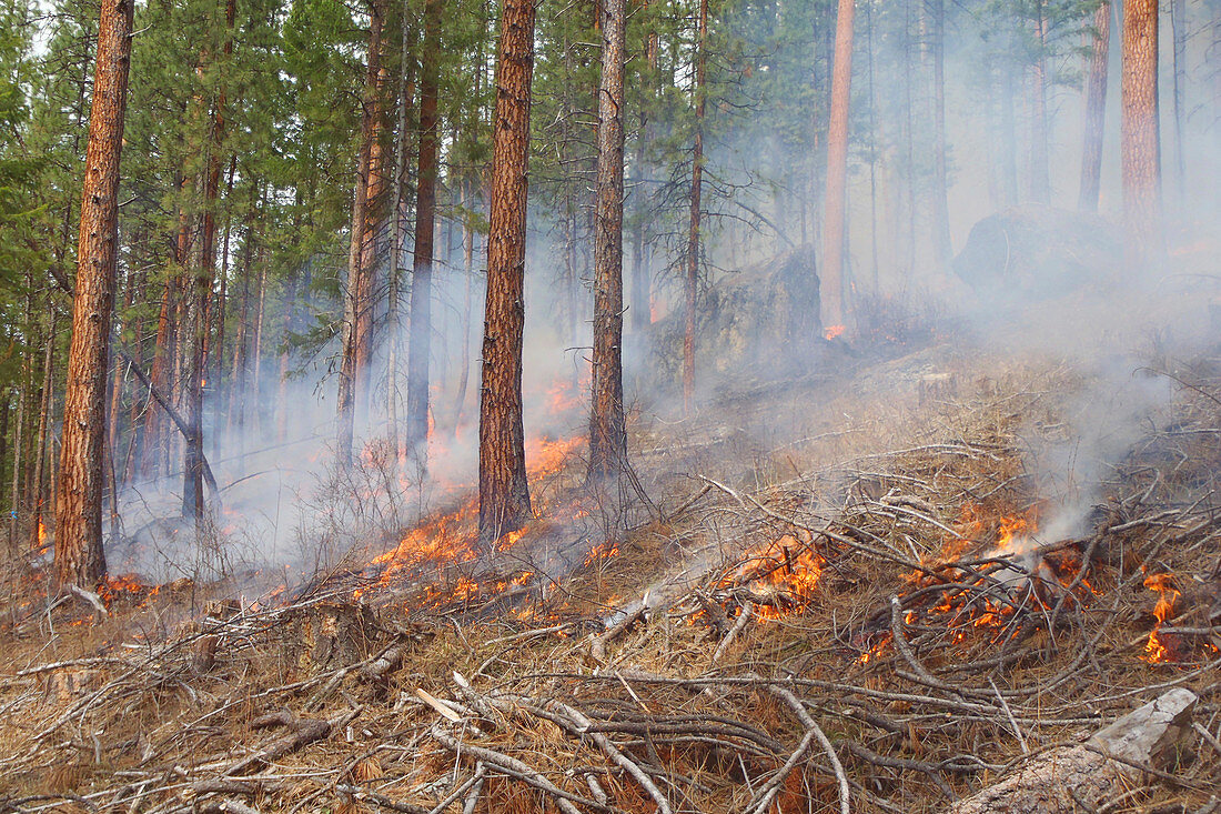 Controlled forest fire