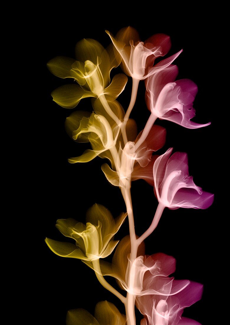 Orchid flowers, X-ray
