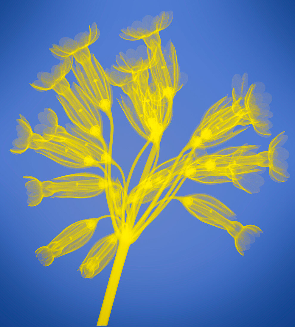 Cowslip (Primula veris) flowers, X-ray