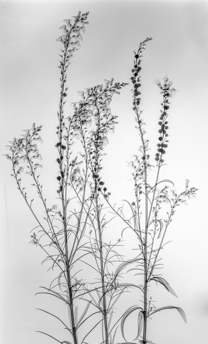 Purple toadflax (Linaria purpurea) plant, X-ray