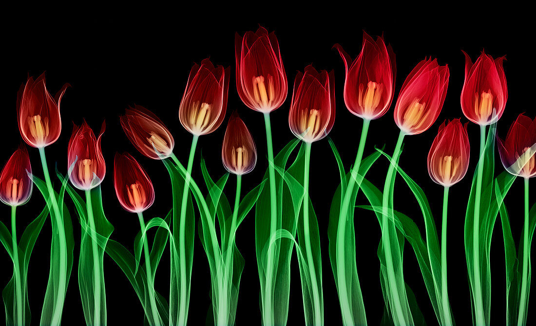 Tulip (Tulipa sp.) flowers, X-ray