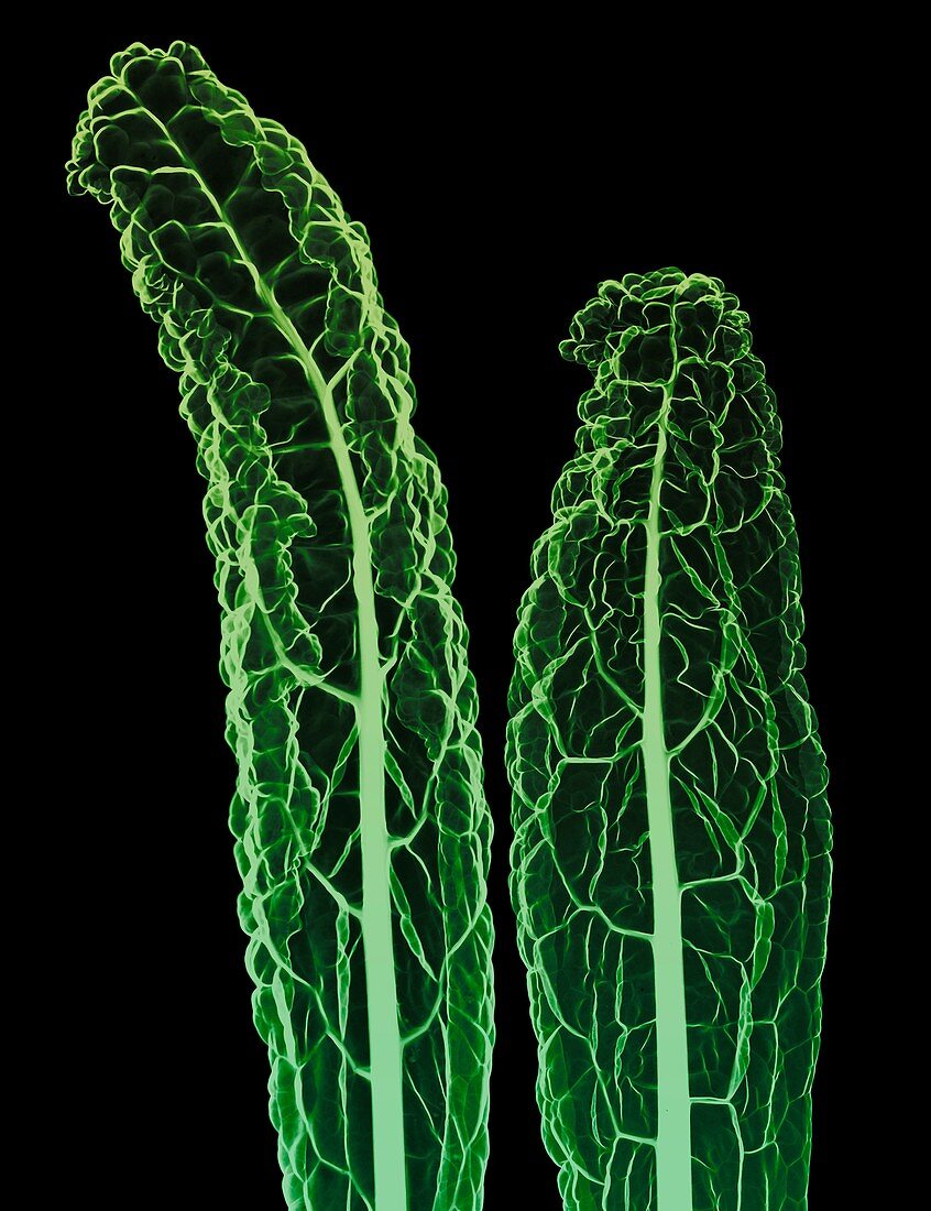 Kale (Brassica oleracea var. palmifolia), X-ray