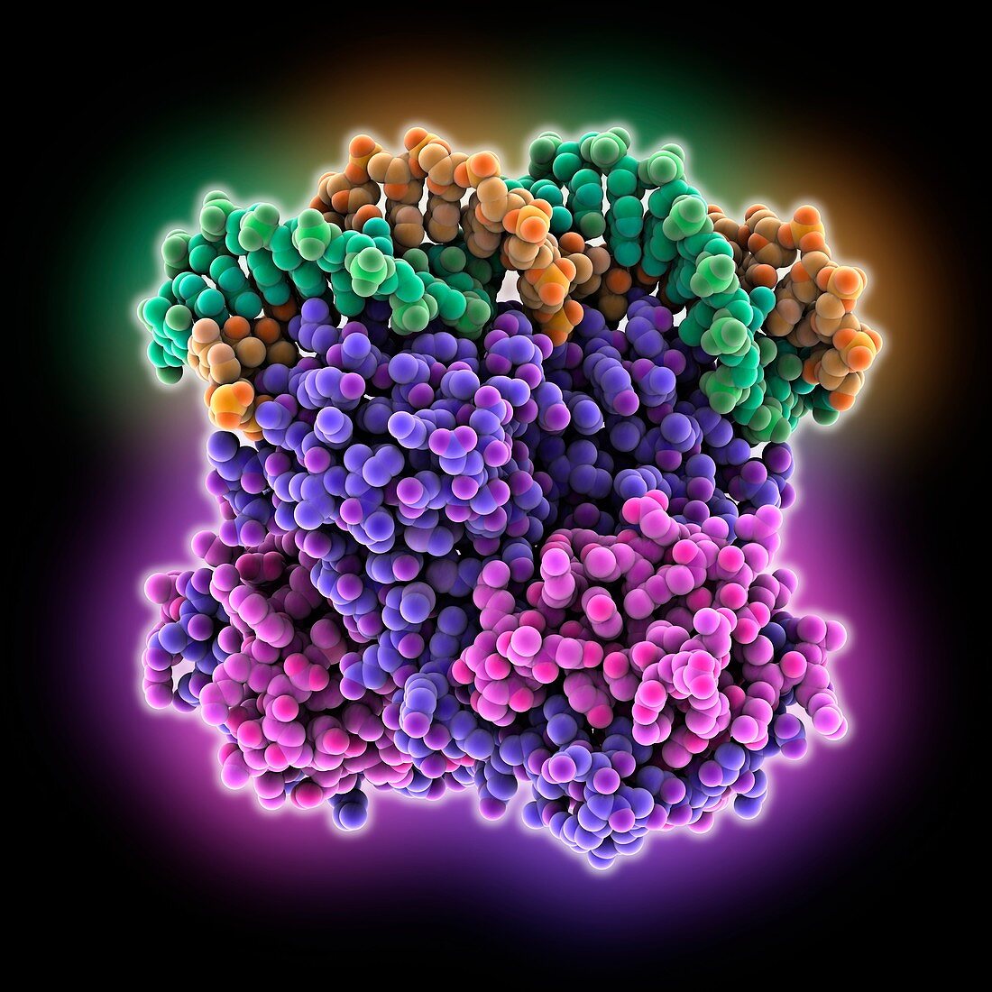 DNA complex of a toxin-antitoxin system, illustration