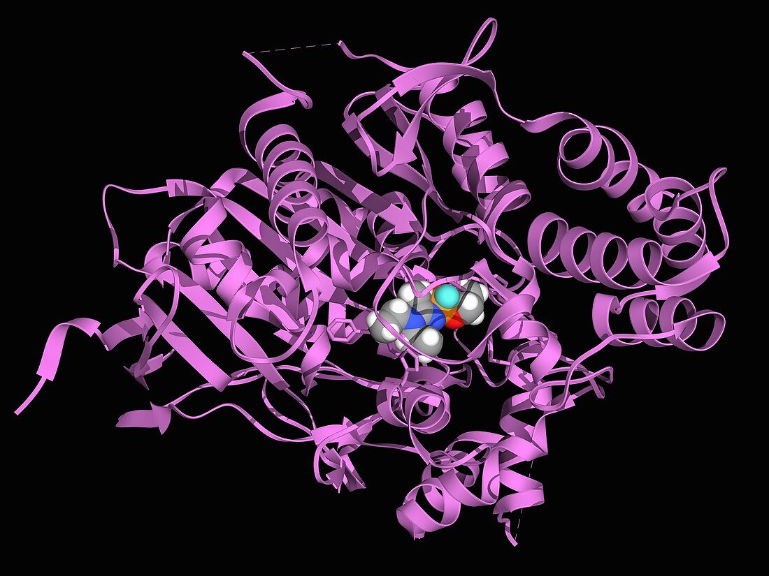 Acetylcholinesterase inhibited by Novichok, illustration