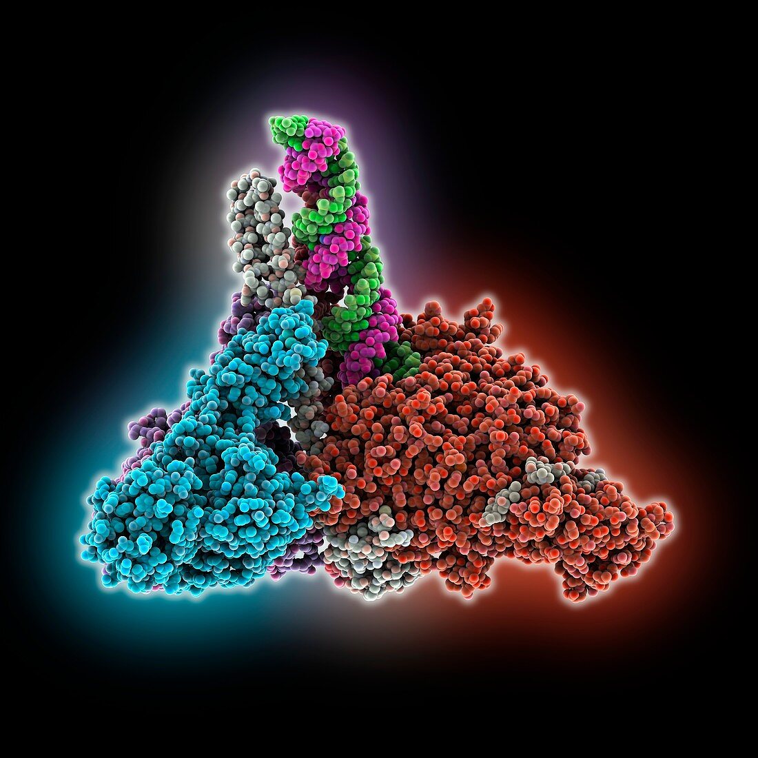 SARS-CoV-2 complex bound to helicase, illustration