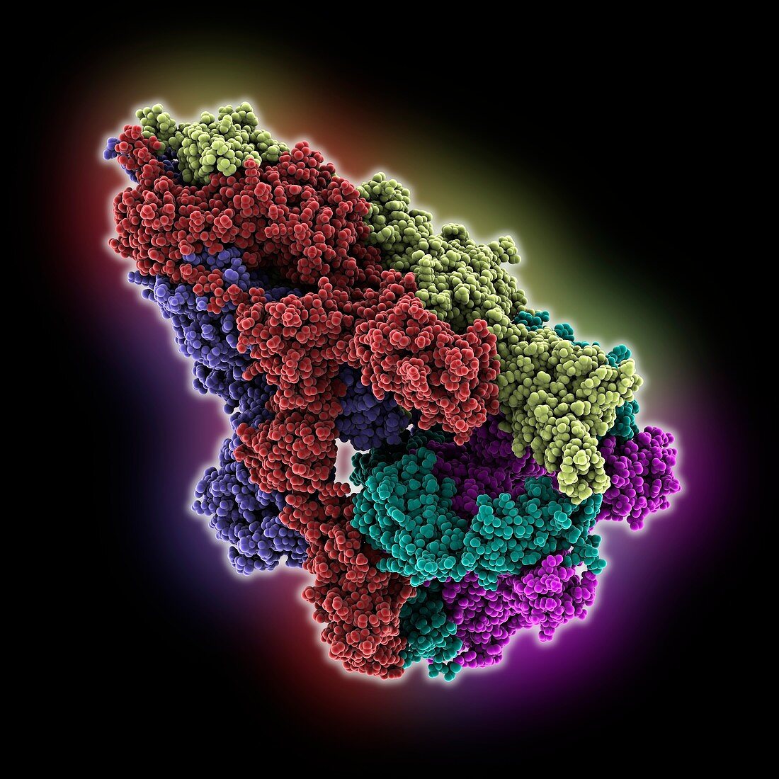 SARS-CoV-2 spike glycoprotein complex, illustration