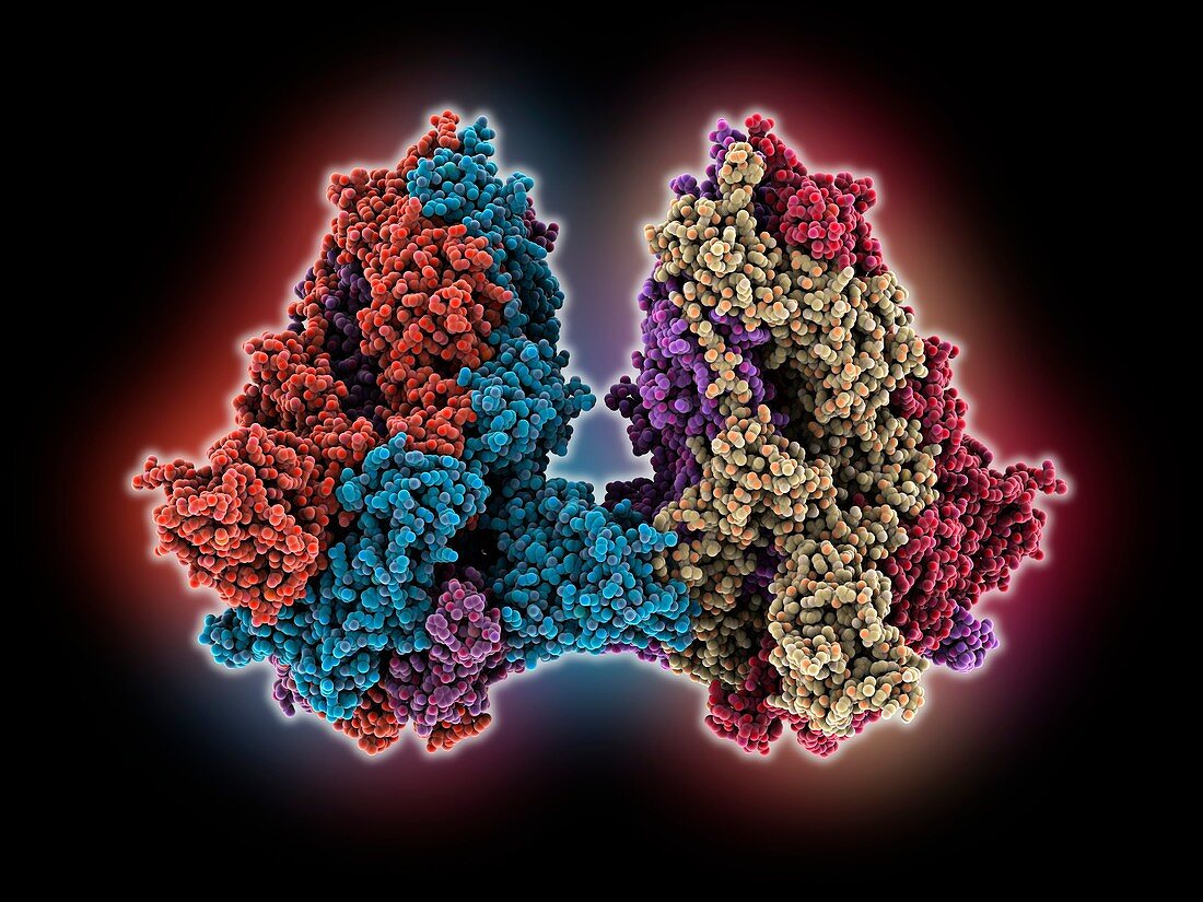 SARS-CoV-2 spike protein, illustration