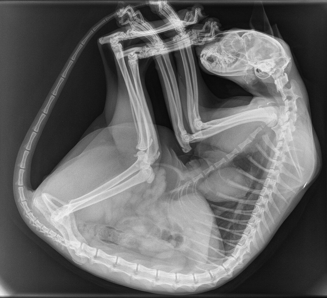 Cat, X-ray