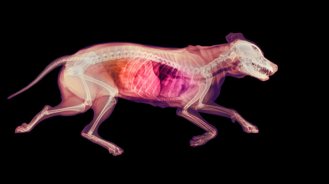 Dog, X-ray