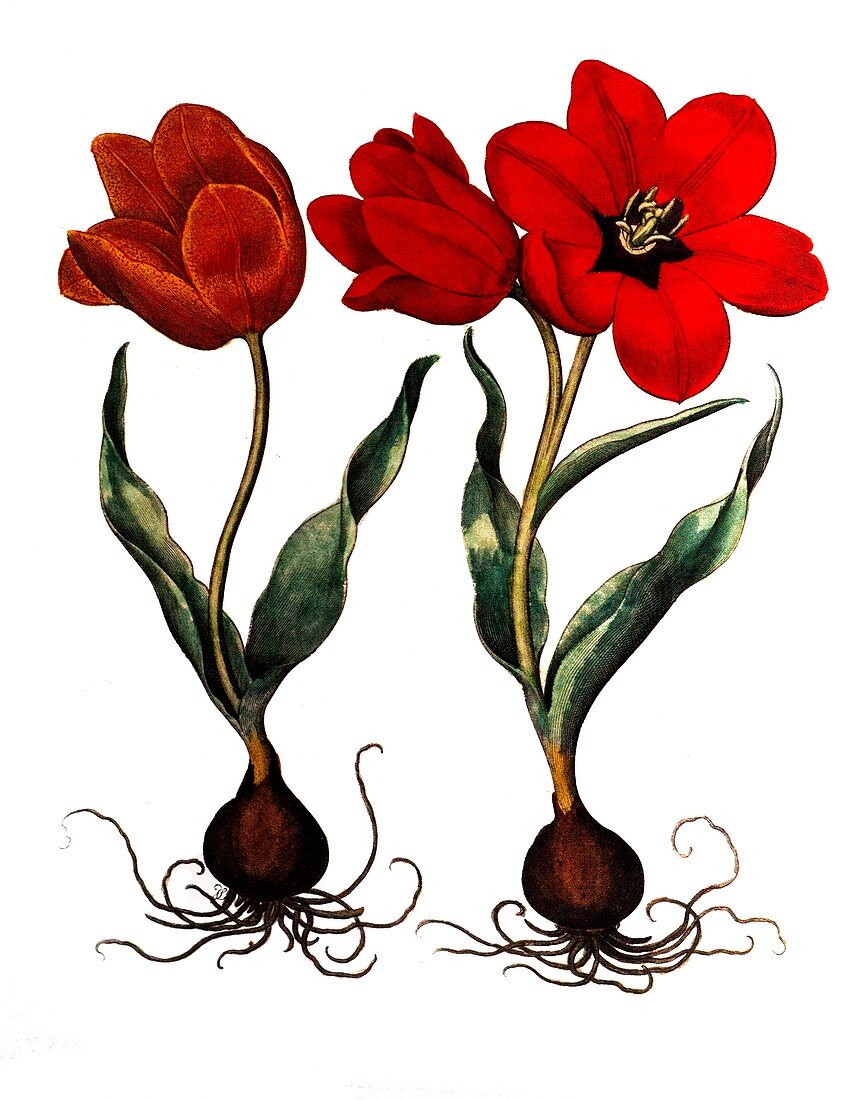 Tulip, illustration