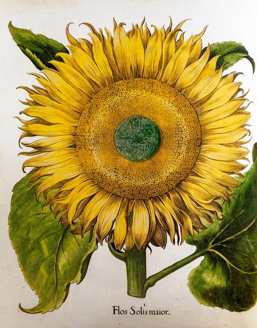 Sunflower (Helianthus annuus), 1613 illustration