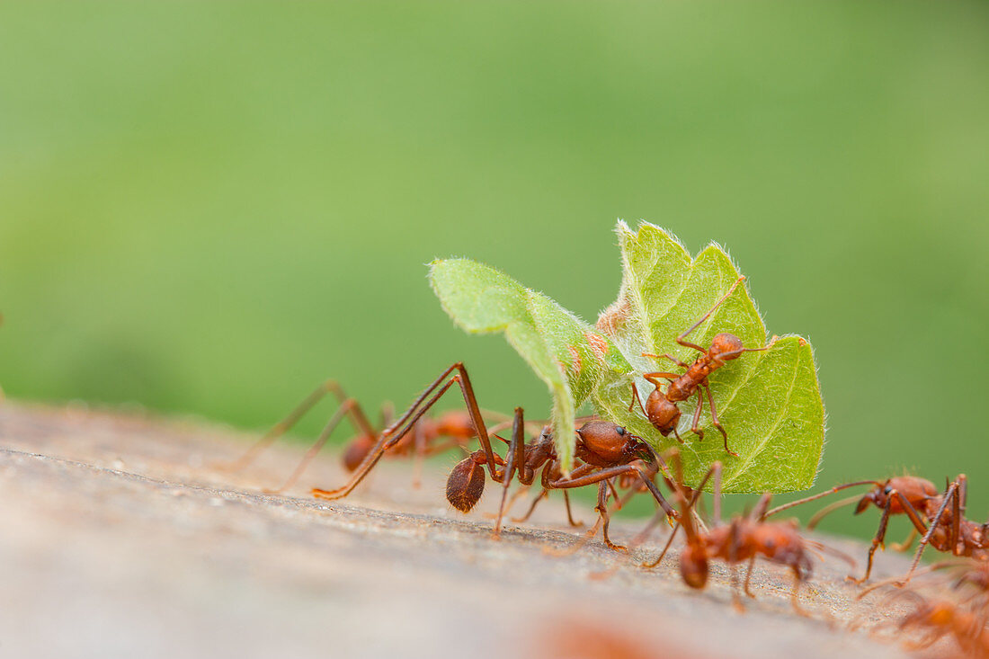 Leafcutter ants