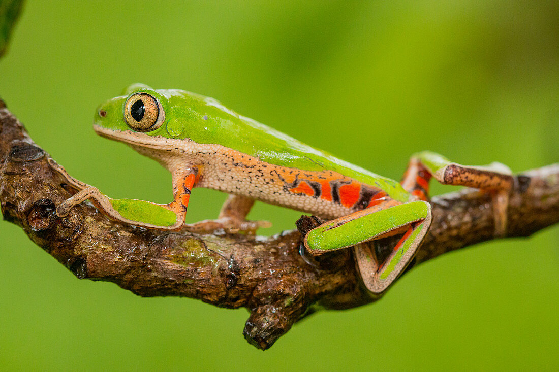 Northern orange-legged leaf frog