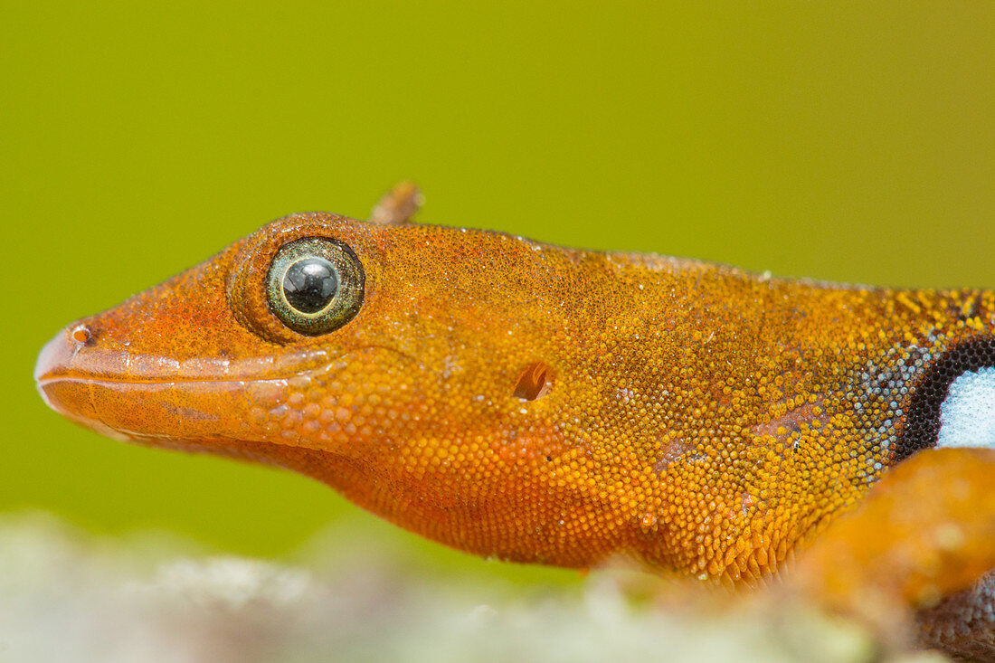 Gonatodes dwarf gecko