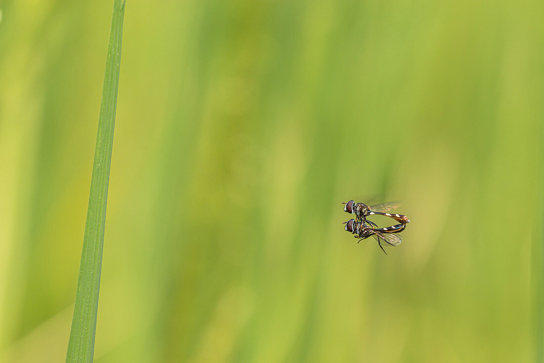Hoverflies mating in flight