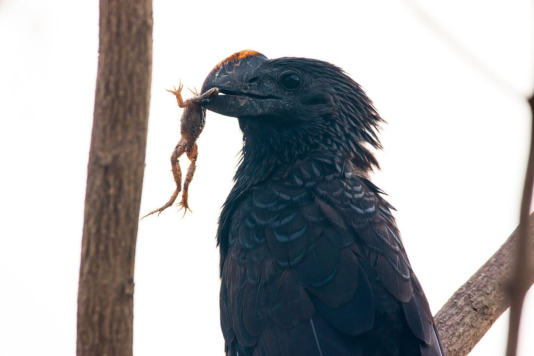 Smooth-billed ani eating frog