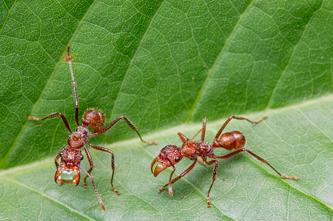 Ectatomma tuberculatum ants