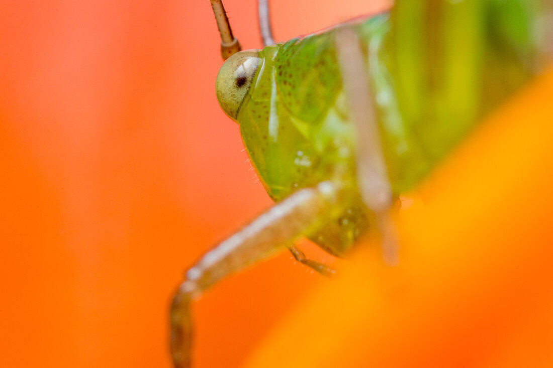 Grasshopper eye
