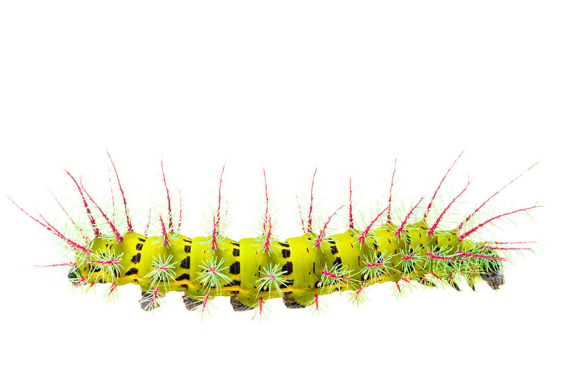 Saturniid moth caterpillar