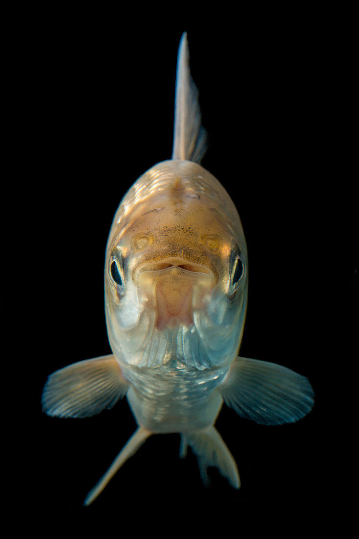 Toothless characin fish