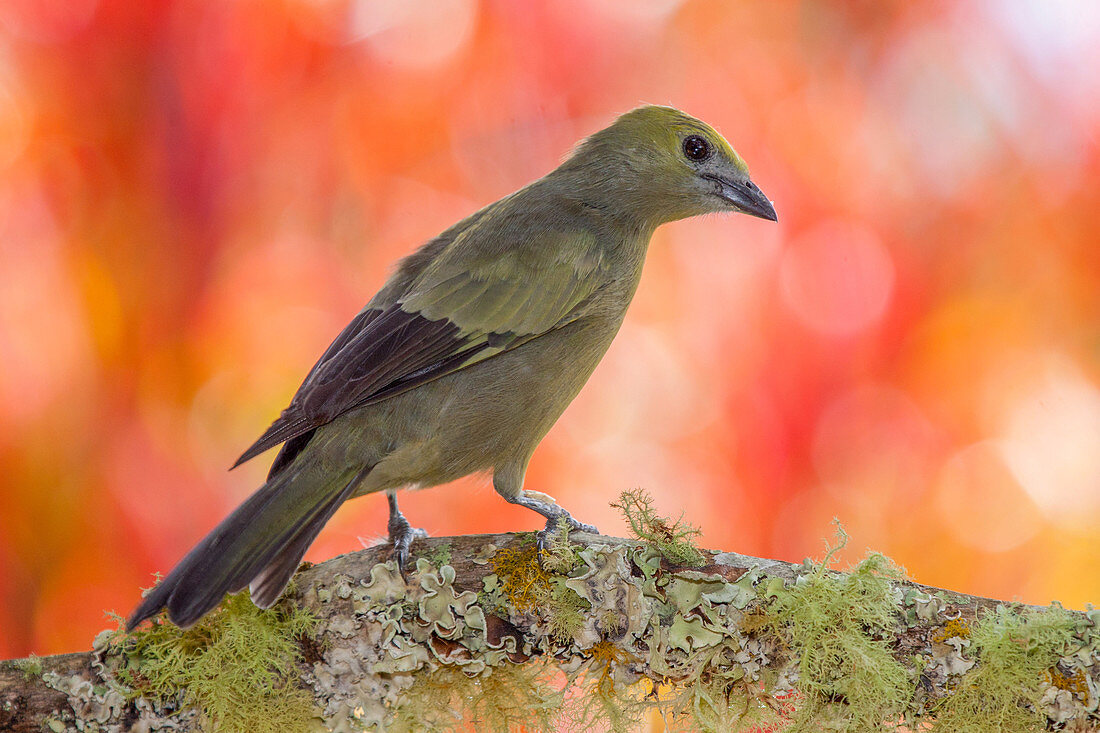 Palm tanager