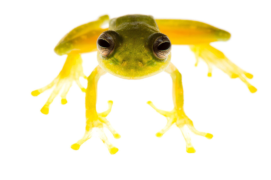 Glass frog